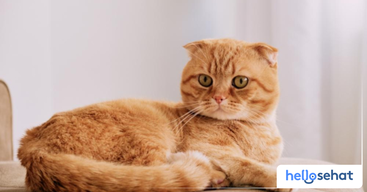 7 Fakta Menarik Kucing Oren, si Kucing yang Terkenal Barbar