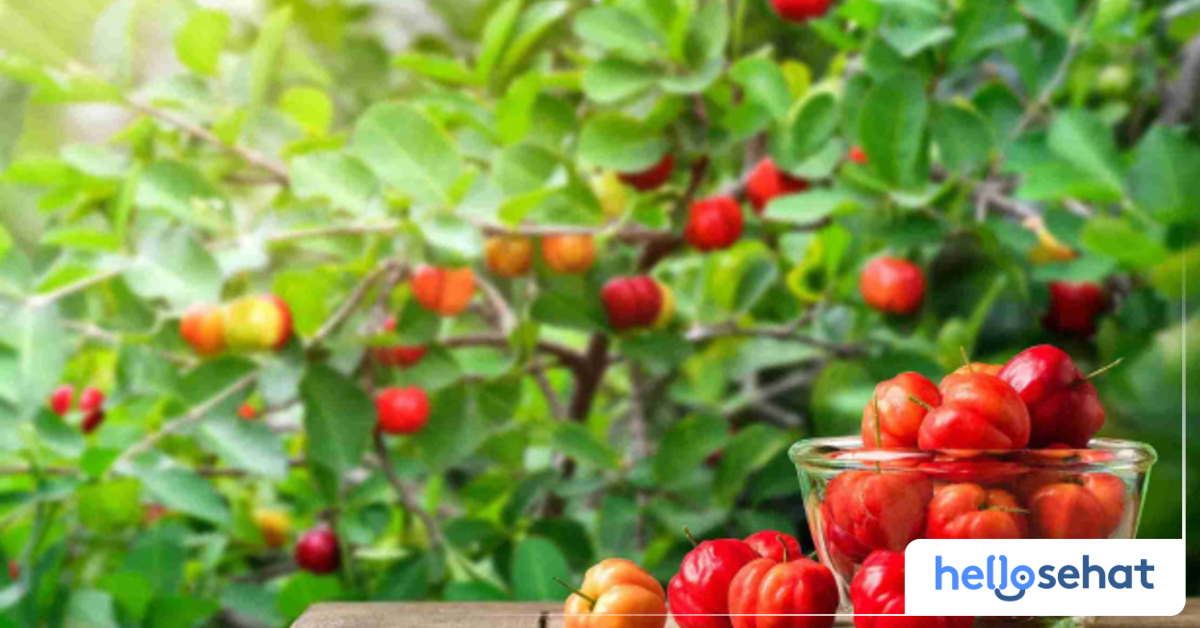 7 Manfaat Ceri Acerola, Buah Mirip Ceri dari Kepulauan Barbados