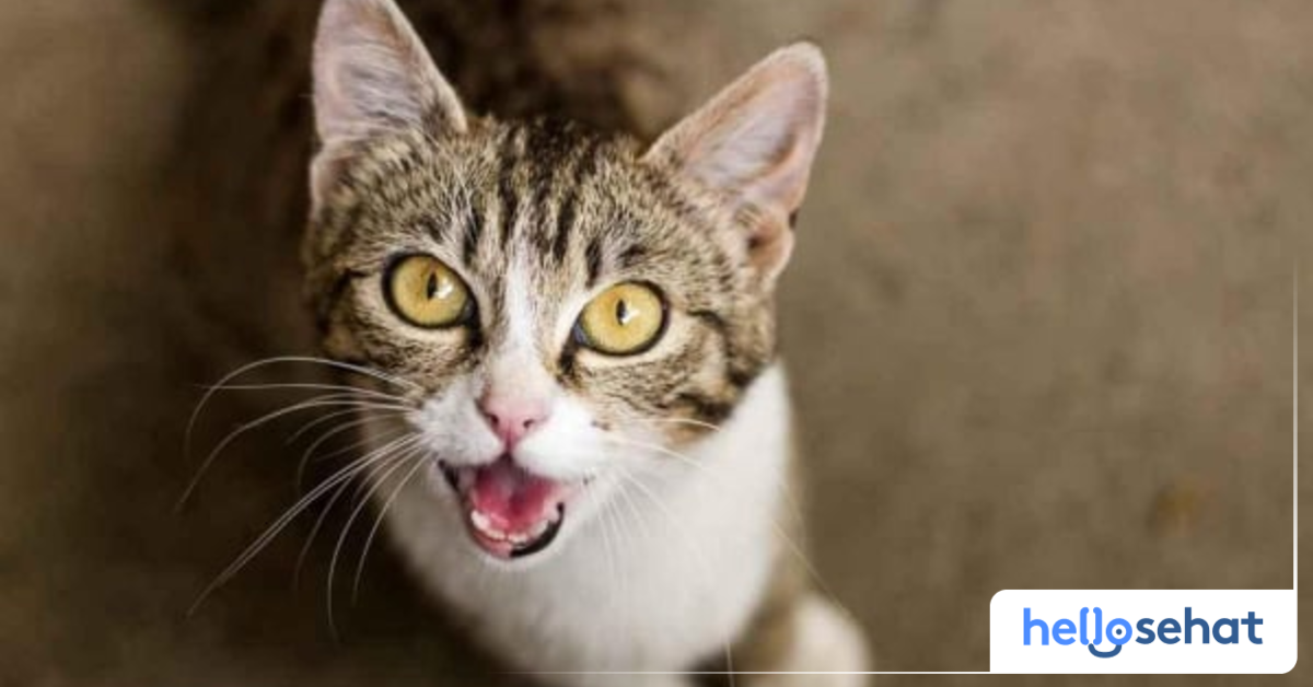 10 Jenis Suara Kucing yang Perlu Cat Lover Pahami - Hello Sehat